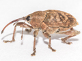 Curculio glandium